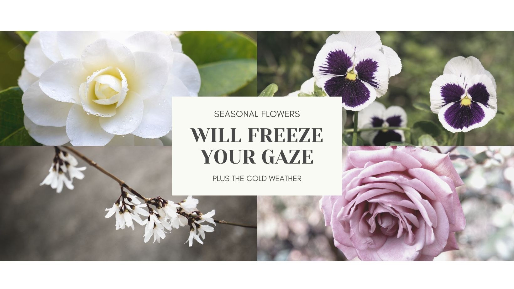 Virginia Beach Flower Shop Fairfield Flowers Florist